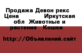 Продажа Девон рекс › Цена ­ 15 000 - Иркутская обл. Животные и растения » Кошки   